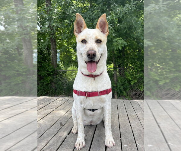 Medium Photo #15 Mutt Puppy For Sale in Elmsford, NY, USA