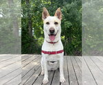 Small Photo #15 Mutt Puppy For Sale in Elmsford, NY, USA