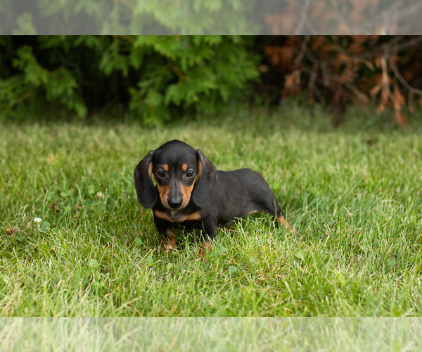 Medium Photo #3 Dachshund Puppy For Sale in MILFORD, IN, USA