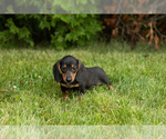 Small #2 Dachshund