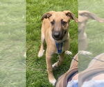 Small #6 German Shepherd Dog Mix