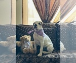 Small Photo #3 Boxer Puppy For Sale in MURRIETA, CA, USA