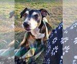 Small #1 Feist Terrier-Jack Russell Terrier Mix