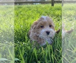 Small #2 Maltipoo