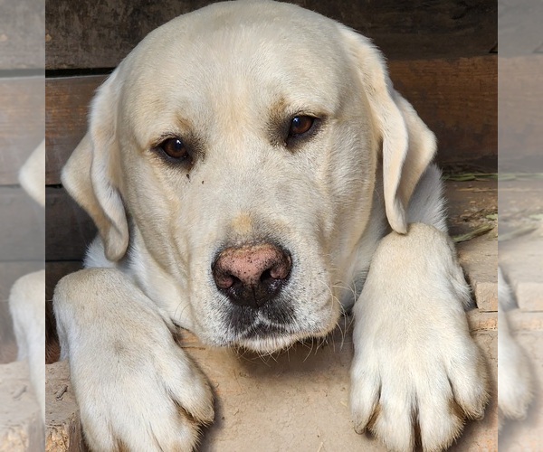 Medium Photo #1 Labrador Retriever Puppy For Sale in TAZEWELL, VA, USA