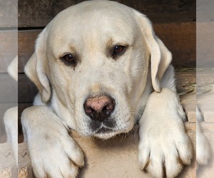 Father of the Labrador Retriever puppies born on 10/20/2026