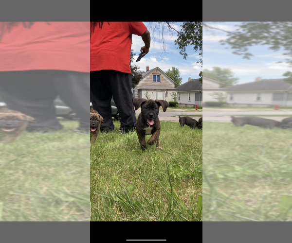 Medium Photo #7 America Bandogge Mastiff-American Bandogge Mix Puppy For Sale in JOLIET, IL, USA