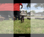 Small Photo #7 America Bandogge Mastiff-American Bandogge Mix Puppy For Sale in JOLIET, IL, USA