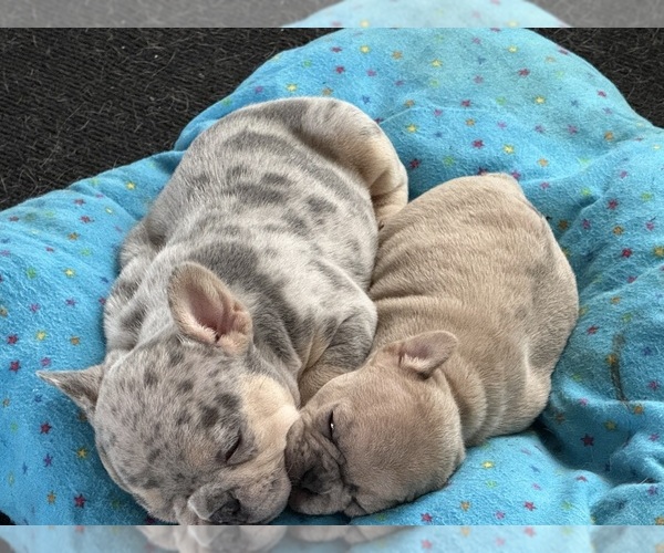 Medium Photo #1 French Bulldog Puppy For Sale in CITRA, FL, USA
