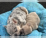 Image preview for Ad Listing. Nickname: Litter of 16