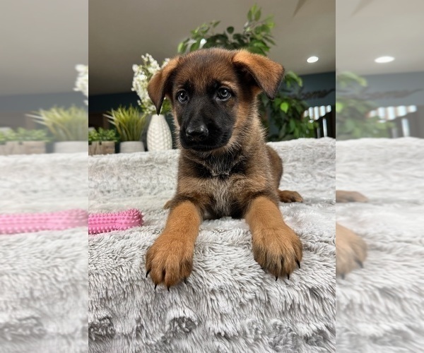 Medium Photo #4 German Shepherd Dog Puppy For Sale in GREENFIELD, IN, USA