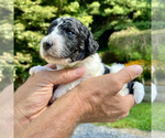 Small Photo #5 Poodle (Standard) Puppy For Sale in CHAMPION, NC, USA