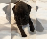 Small #5 Boxer