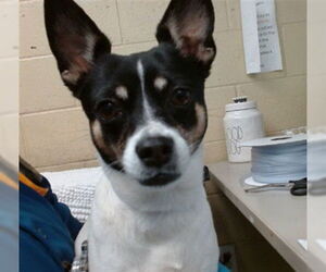 Mutt Dogs for adoption in Downey, CA, USA