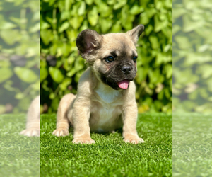French Bulldog Puppy for sale in SAN DIEGO, CA, USA