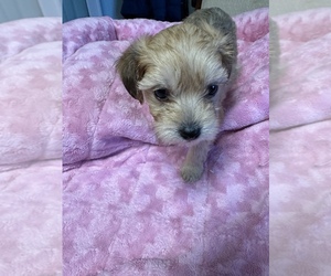 Maltipoo Puppy for sale in CROSSVILLE, TN, USA