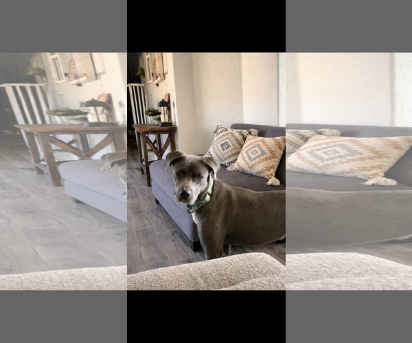 Medium Photo #2 Mutt Puppy For Sale in Polson, MT, USA