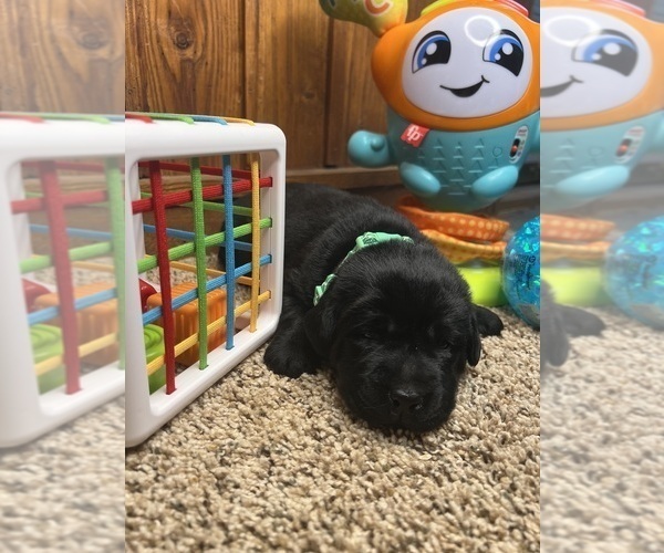 Medium Photo #12 Labrador Retriever Puppy For Sale in NEOLA, WV, USA
