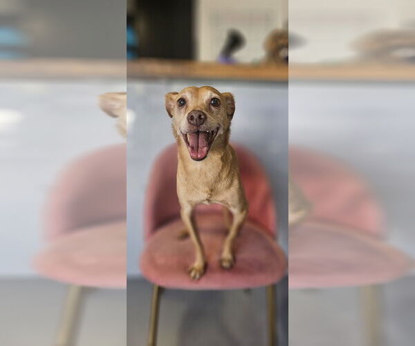 Medium Photo #1 Italian Greyhuahua Puppy For Sale in Studio City, CA, USA