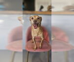Small Italian Greyhuahua
