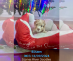 Puppy Blitzen Double Doodle