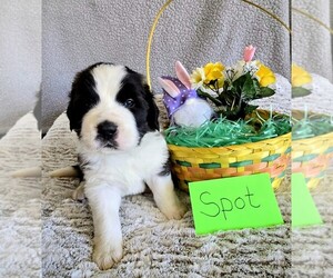 Medium Saint Bernard