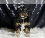 Small #3 Goldendoodle (Miniature)