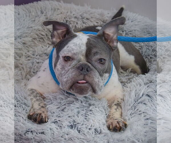 Medium Photo #2 Free-Lance Bulldog Puppy For Sale in Huntley, IL, USA