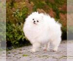 Small Photo #1 Pomeranian Puppy For Sale in Burnaby, British Columbia, Canada