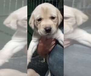 Labrador Retriever Puppy for sale in MASSENA, NY, USA