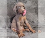 Small Photo #51 Doberman Pinscher Puppy For Sale in POMEROY, OH, USA