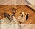Small #5 Basenji Mix