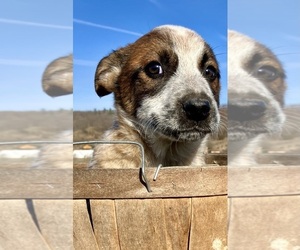 Doberman Pinscher Puppy for sale in HILLSBORO, WI, USA