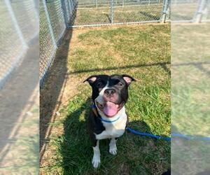 Boxer Dogs for adoption in Louisville, KY, USA