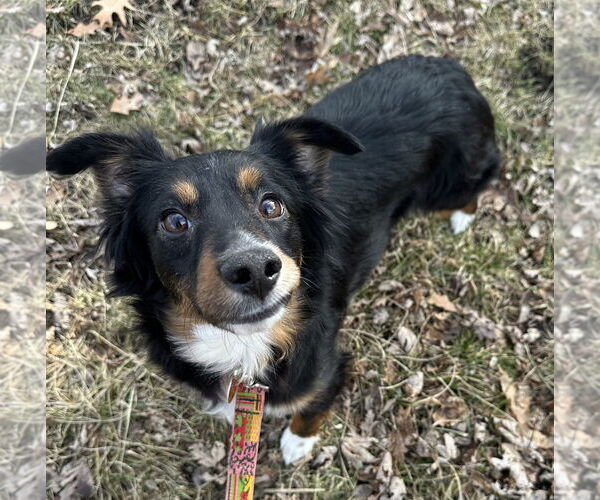 Medium Photo #7 Australian Shepherd Puppy For Sale in St. Louis Park, MN, USA
