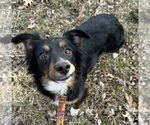 Small #6 Australian Shepherd