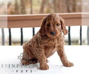 Goldendoodle (Miniature) Puppy for sale in GAP, PA, USA