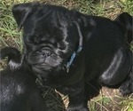 Small #2 Pug
