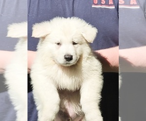 Swiss Shepherd Puppy for sale in BLOUNTVILLE, TN, USA