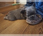 Small #4 French Bulldog