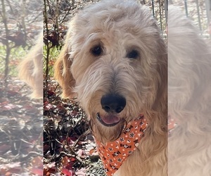 Goldendoodle Puppy for sale in DUNDEE, OH, USA