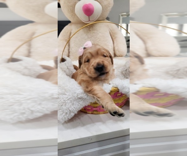 Medium Photo #6 Golden Retriever Puppy For Sale in ORLANDO, FL, USA