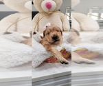 Small Photo #6 Golden Retriever Puppy For Sale in ORLANDO, FL, USA