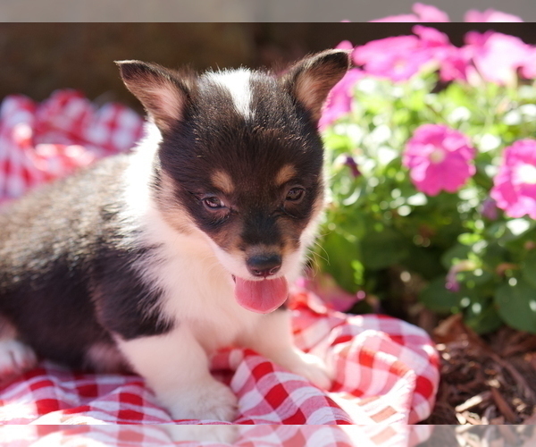 Medium Photo #2 Pembroke Welsh Corgi Puppy For Sale in SPRINGFIELD, MO, USA
