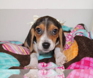 Beagle Dogs for adoption in Tenafly, NJ, USA