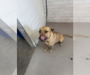 Mutt Dogs for adoption in San Bernardino, CA, USA