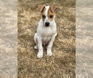 Bulldog-Unknown Mix Dogs for adoption in MIDWAY, UT, USA