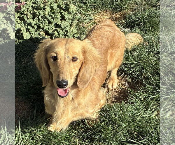 Medium Photo #3 Dachshund Puppy For Sale in Hesperia, CA, USA