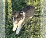 Small #15 Shetland Sheepdog