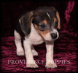 Small Photo #12 Beagle Puppy For Sale in COPPOCK, IA, USA
